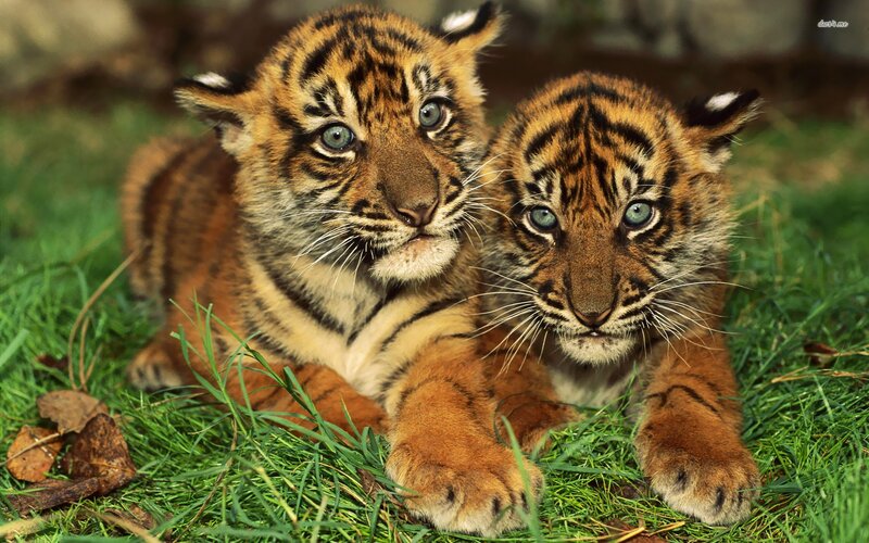 Two Tiger Cubs — Orange, Calm, Afternoon, Photograph, Grass, Leaves, Eyes