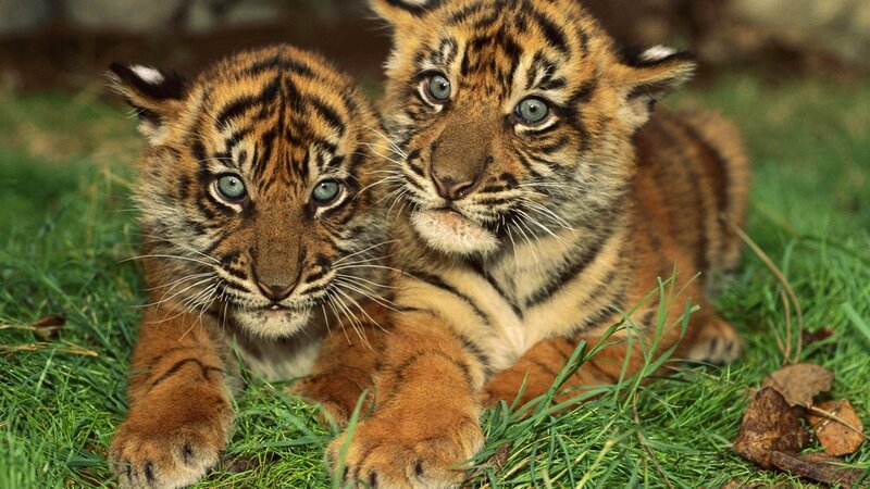 Two Tiger Cubs — Orange, Calm, Afternoon, Photograph, Grass, Leaves, Green
