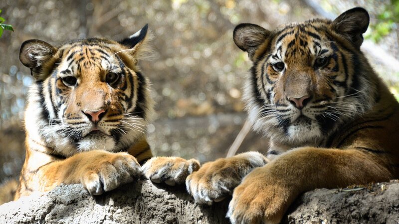 Two Tiger Cubs — Orange, Calm, Afternoon, Photograph, Rock
