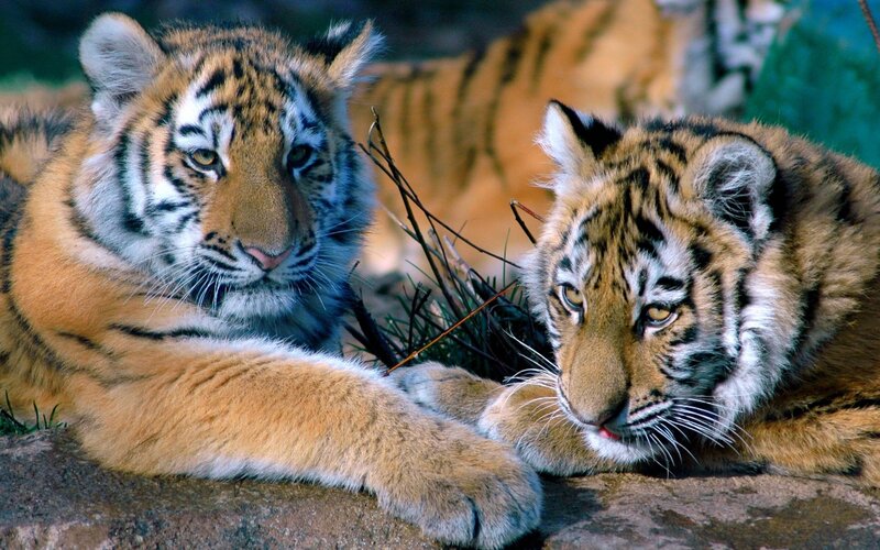 Two Tiger Cubs — Orange, Calm, Afternoon