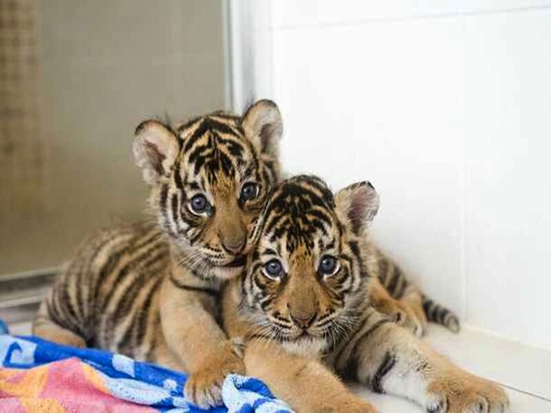 Two Tiger Cubs — Orange, Calm, Photograph, Blanket