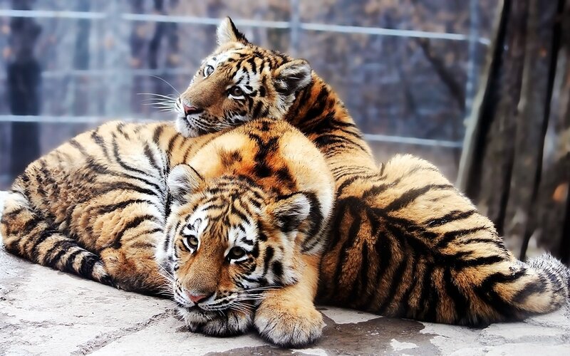 Two Tiger Cubs — Orange, Calm, Photograph, Cub, Fence, Black, White