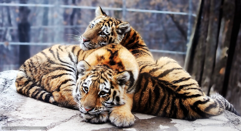 Two Tiger Cubs — Orange, Calm, Photograph, Cub, Rock