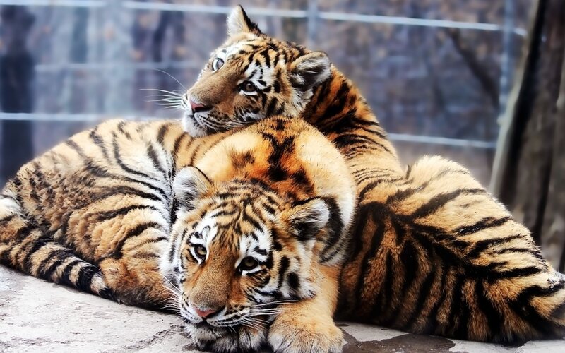 Two Tiger Cubs — Orange, Calm, Photograph, Cub