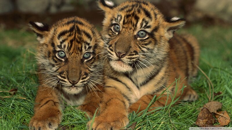 Two Tiger Cubs — Orange, Calm, Photograph, Grass, Leaves