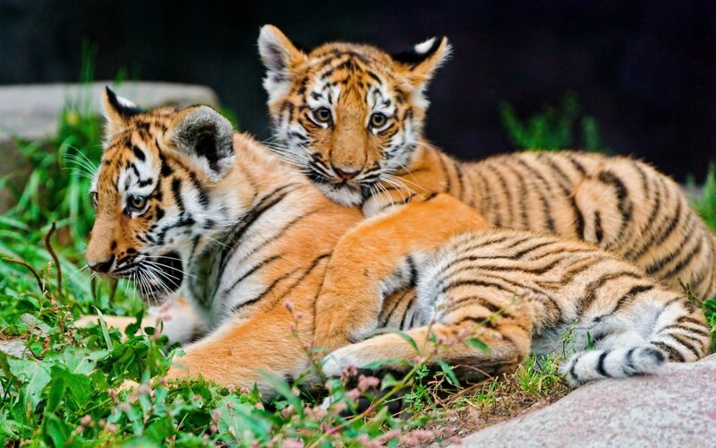Two Tiger Cubs — Orange, Calm, Photograph, Grass, Rocks