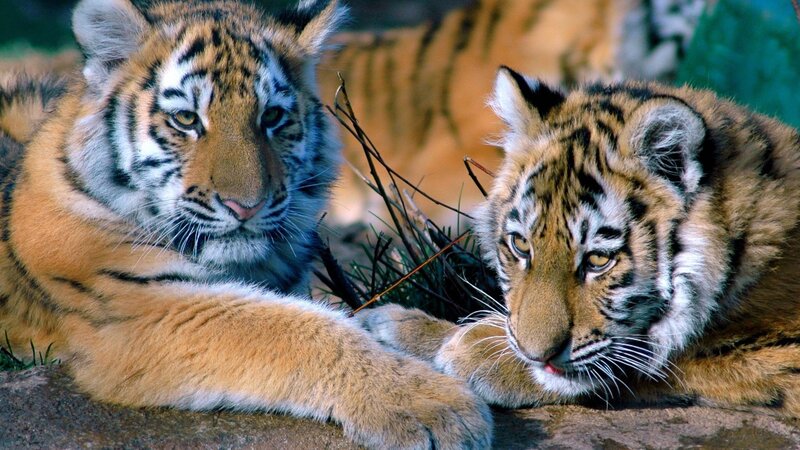 Two Tiger Cubs — Orange, Calm, Photograph, Grass, Sticks