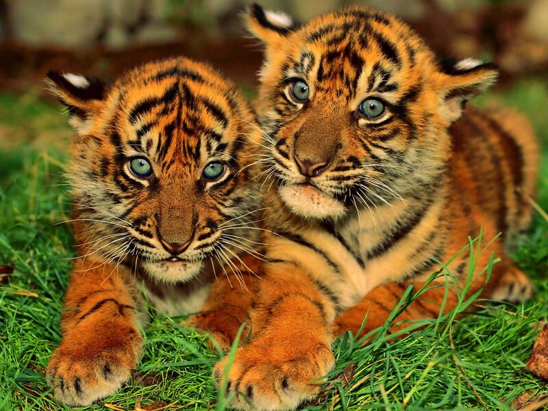 Two Tiger Cubs — Orange, Calm, Photograph, Grass