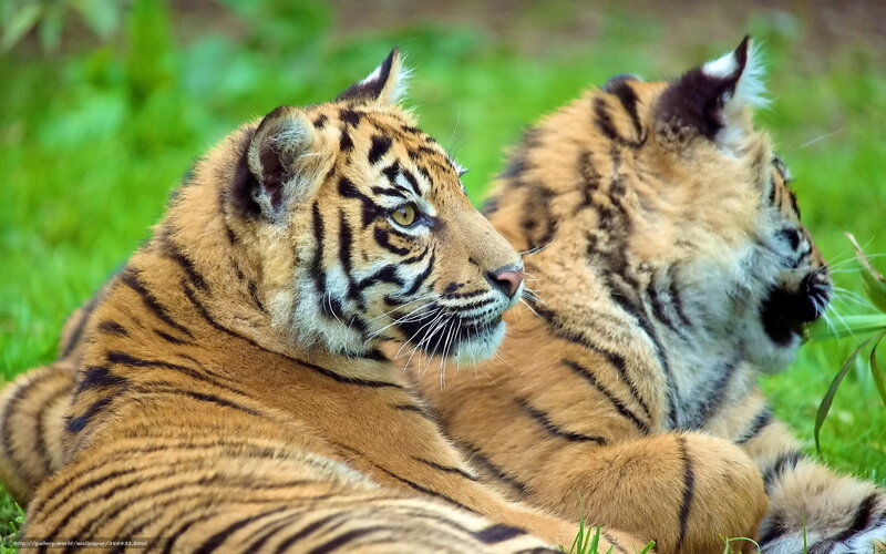 Two Tiger Cubs — Orange, Calm, Photograph, Grass, Tiger Stripes
