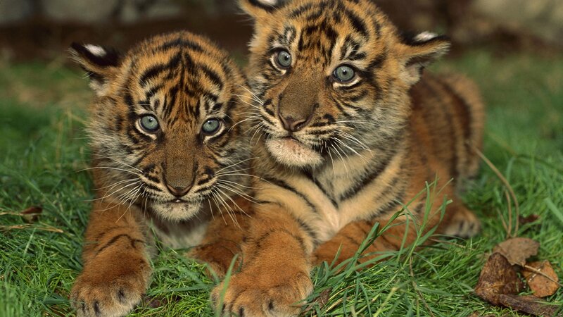 Two Tiger Cubs — Orange, Calm, Photograph