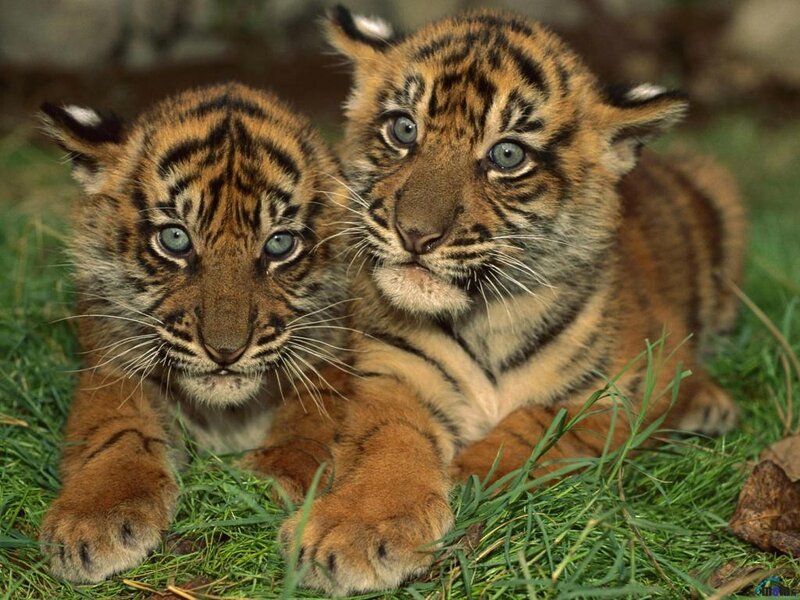 Two Tiger Cubs — Orange, Calm