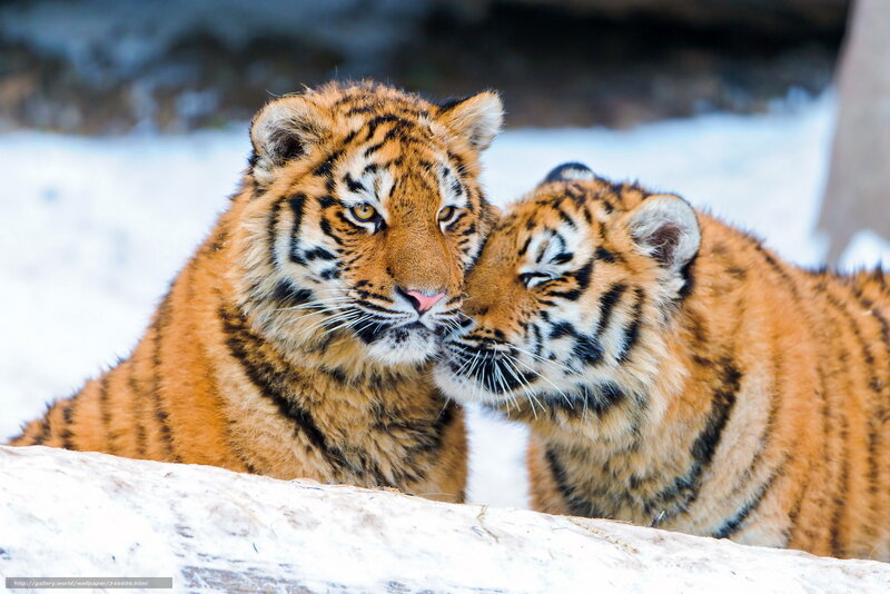 Two Tiger Cubs — Orange, Calm, Winter, Photograph, Snow
