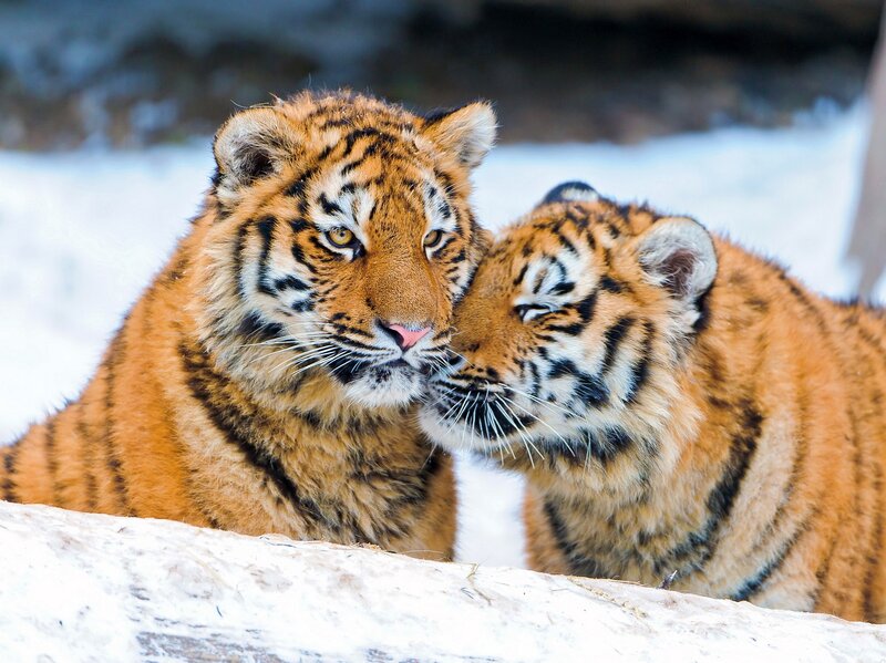 Two Tiger Cubs — Orange, Calm, Winter