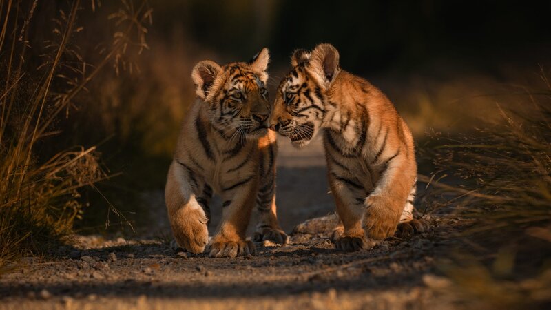 Two Tiger Cubs — Orange, Dramatic, Sunset