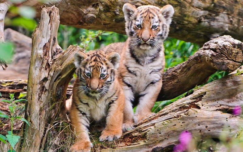 Two Tiger Cubs — Orange, Natural, Afternoon