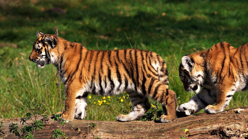 Two Tiger Cubs — Orange, Natural