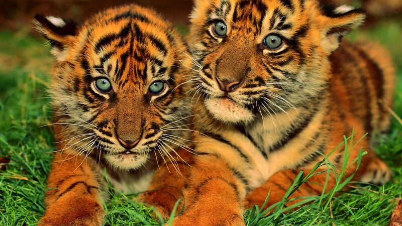 Two Tiger Cubs — Orange