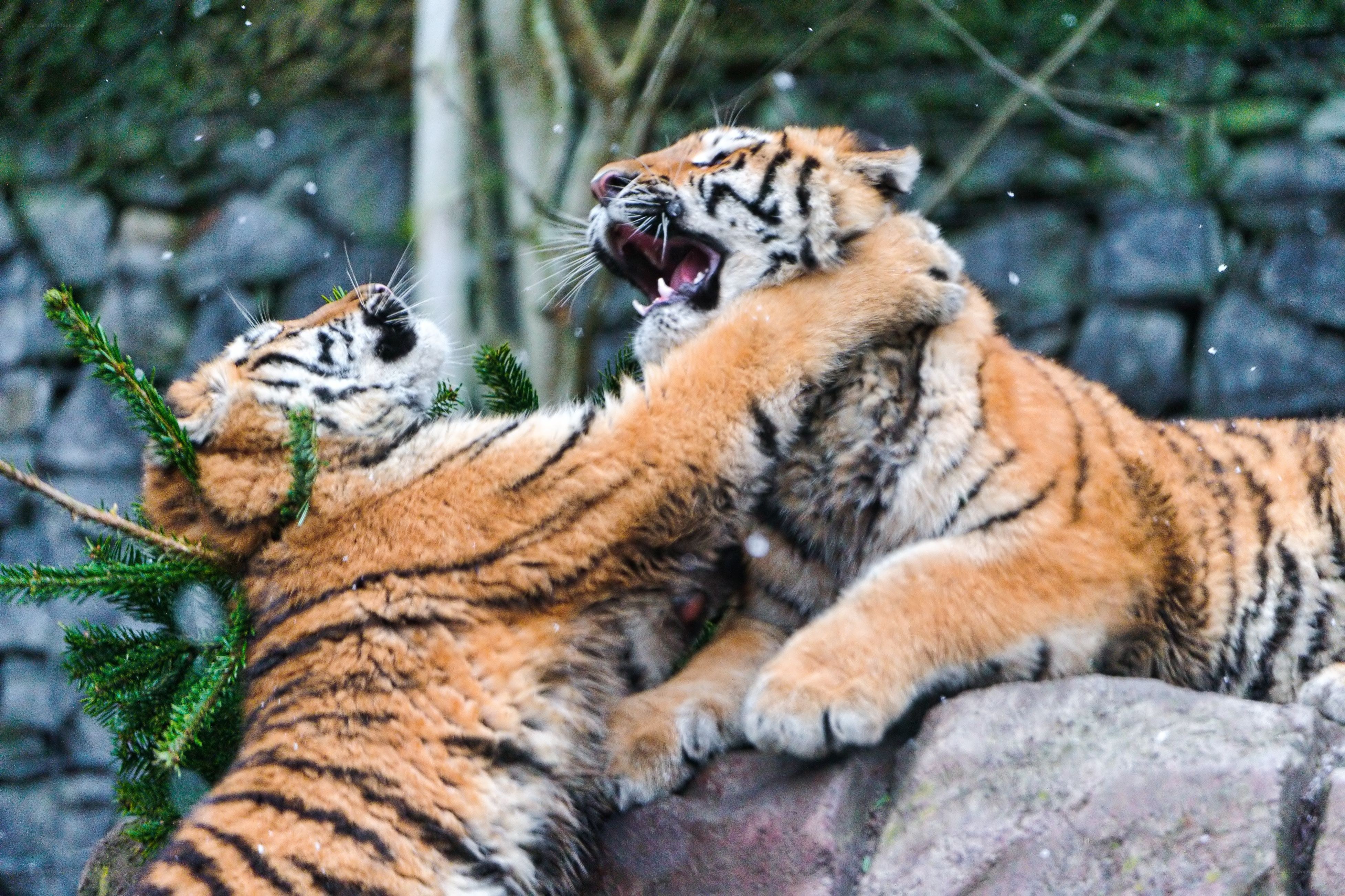 Two tiger cubs playing