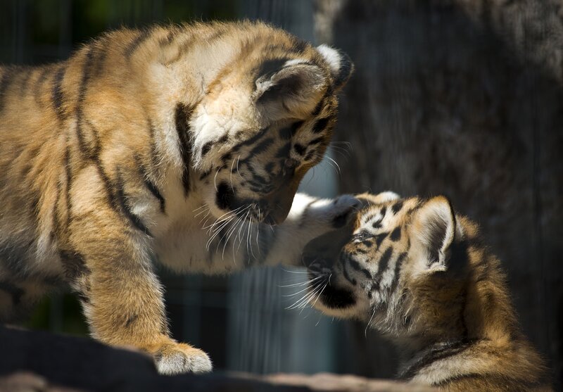 Two Tiger Cubs Playing — Brown, Playful