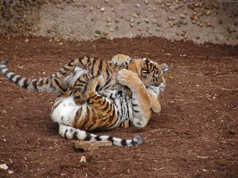 Two Tiger Cubs Playing — Brown
