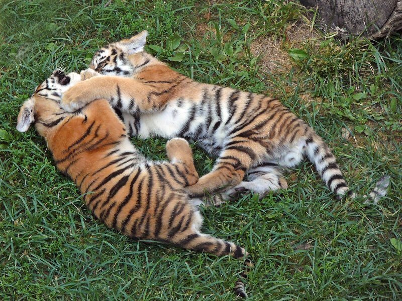 Two Tiger Cubs Playing — Green