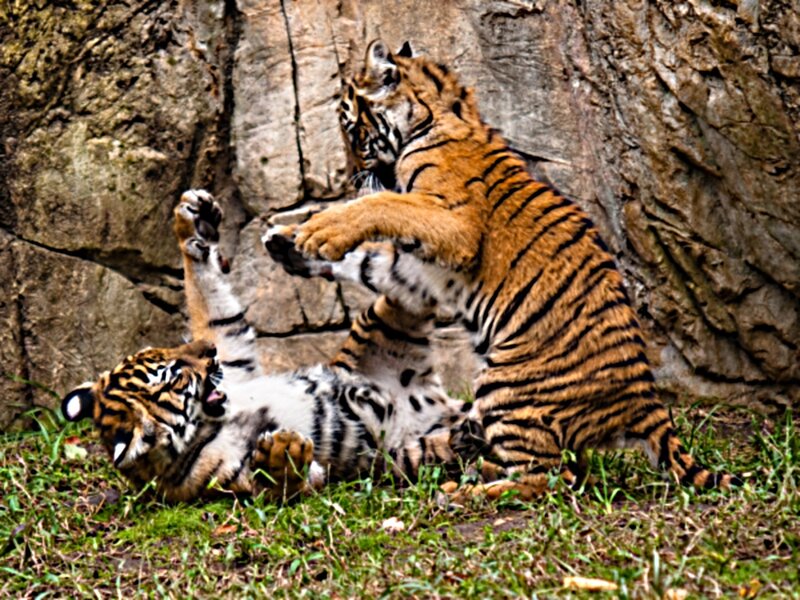 Two Tiger Cubs Playing — Orange, Playful