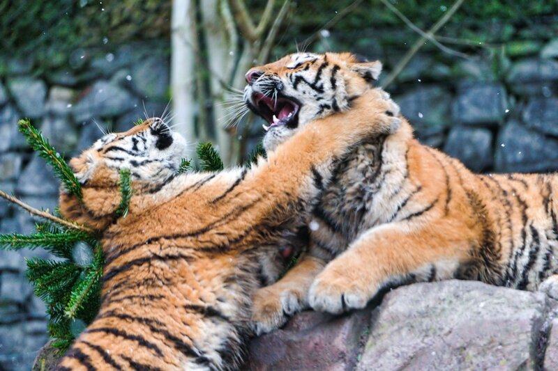 Two Tiger Cubs Playing — Orange, Playful, Winter, Photograph, Rocks