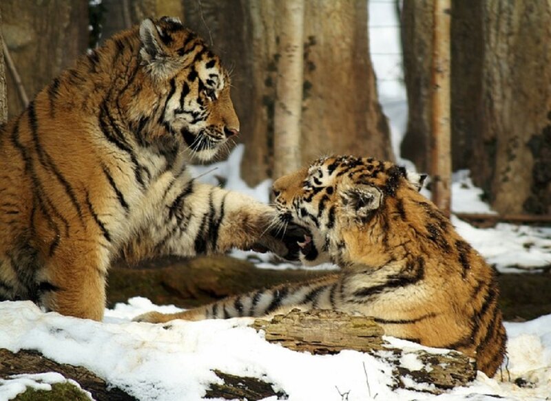 Two Tiger Cubs Playing — Orange, Playful, Winter