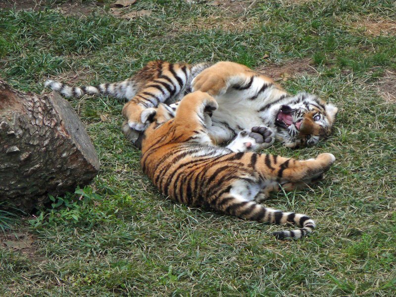 Two Tiger Cubs Playing — Orange