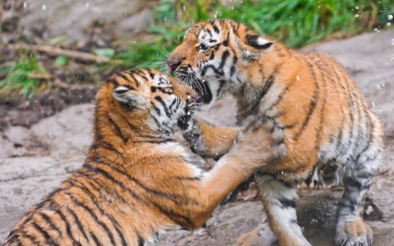 Two tiger cubs playing