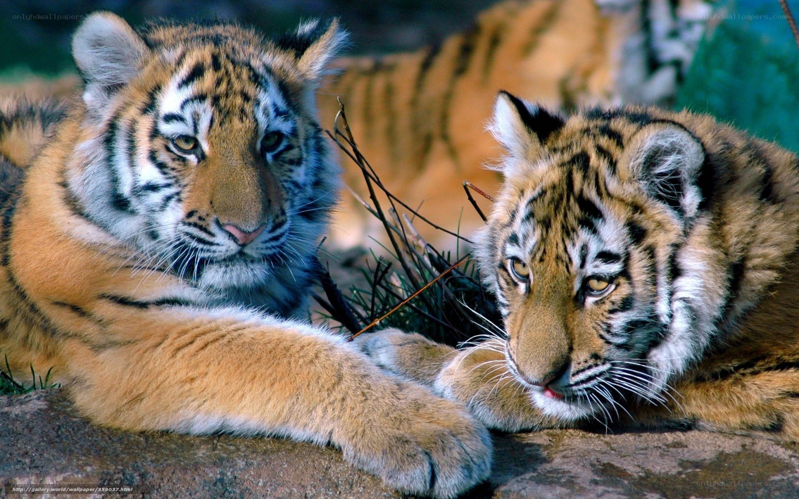 Two tiger cubs resting