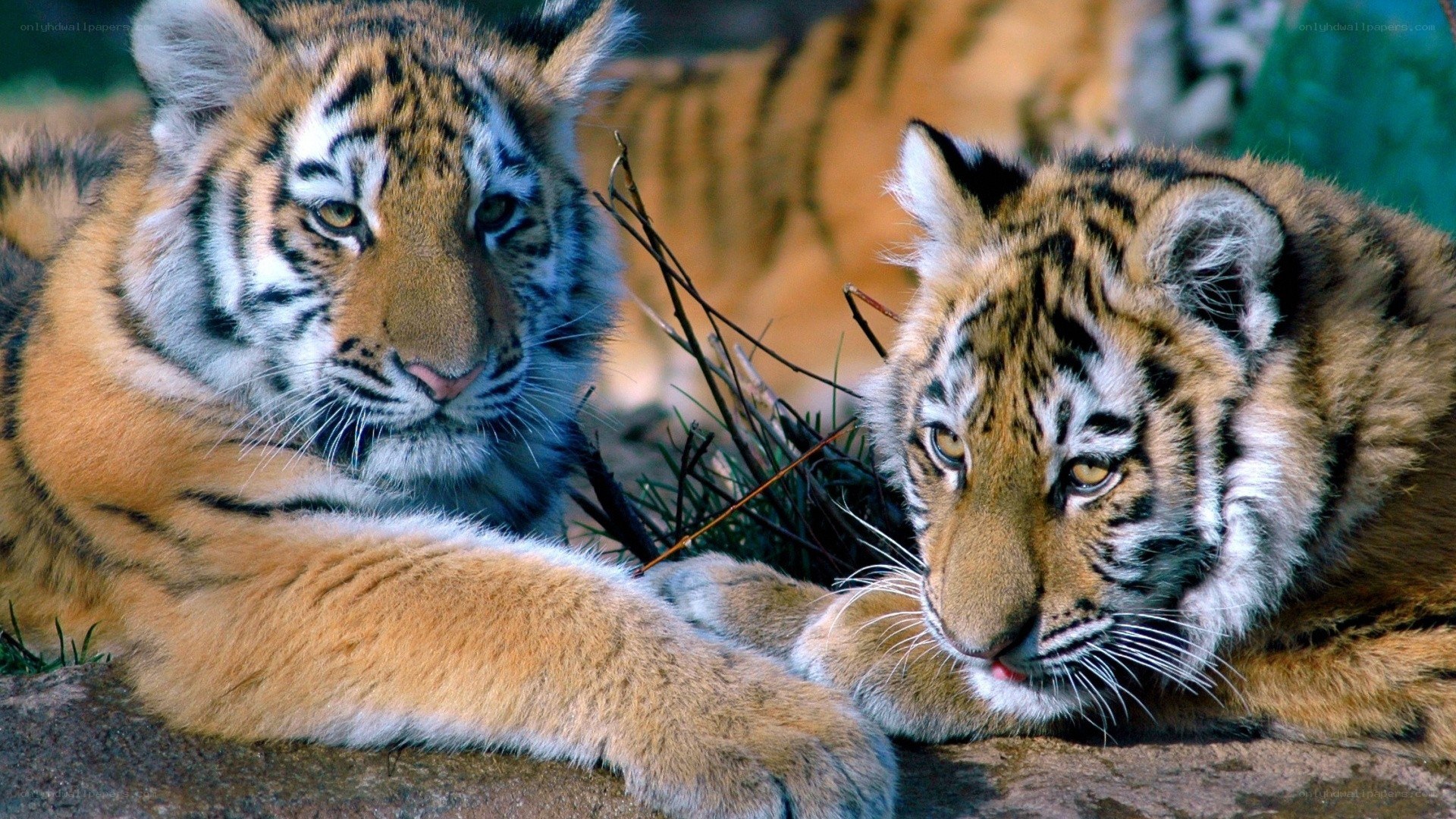 two tiger cubs resting