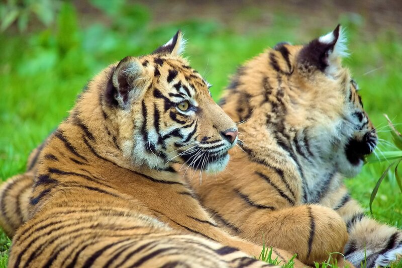 two tiger cubs resting