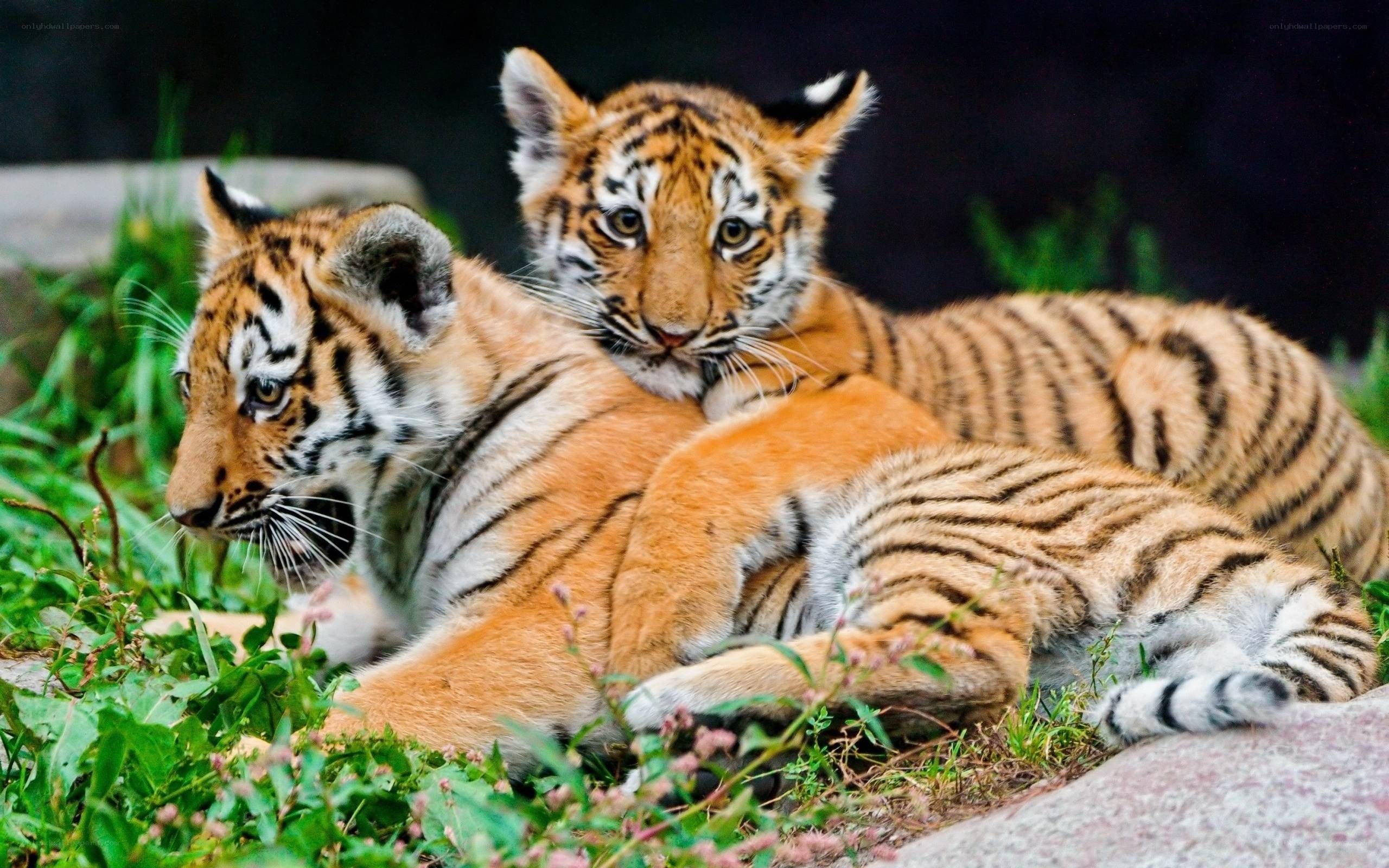Two tiger cubs resting together