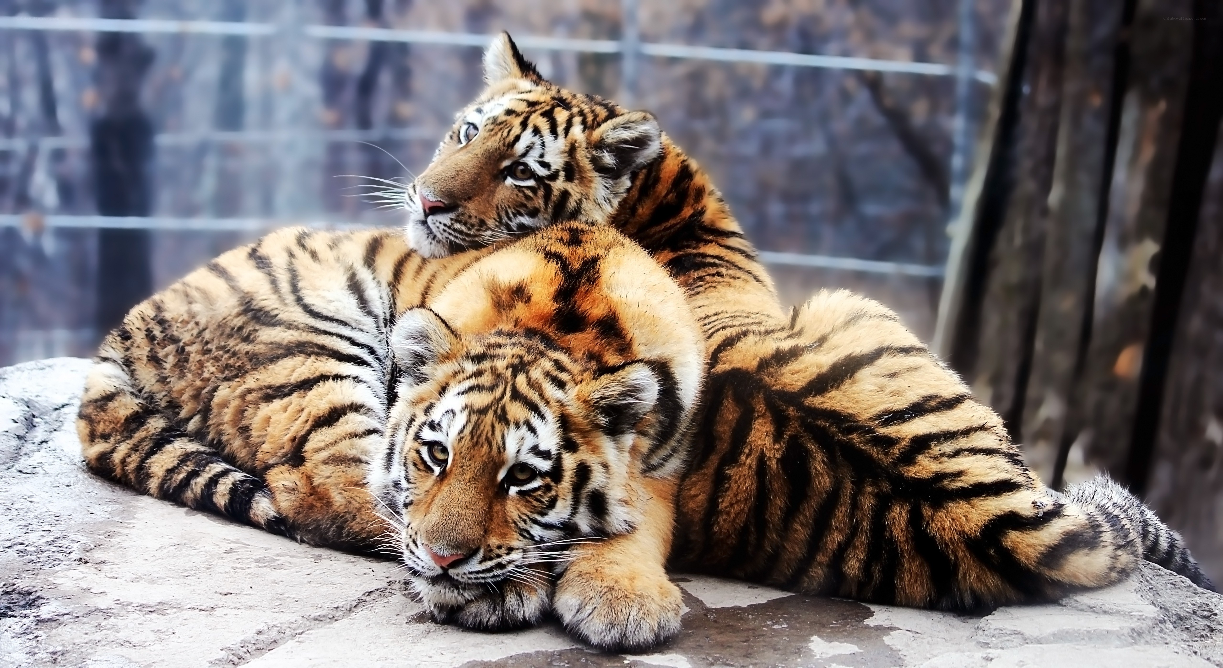 Two tiger cubs resting together