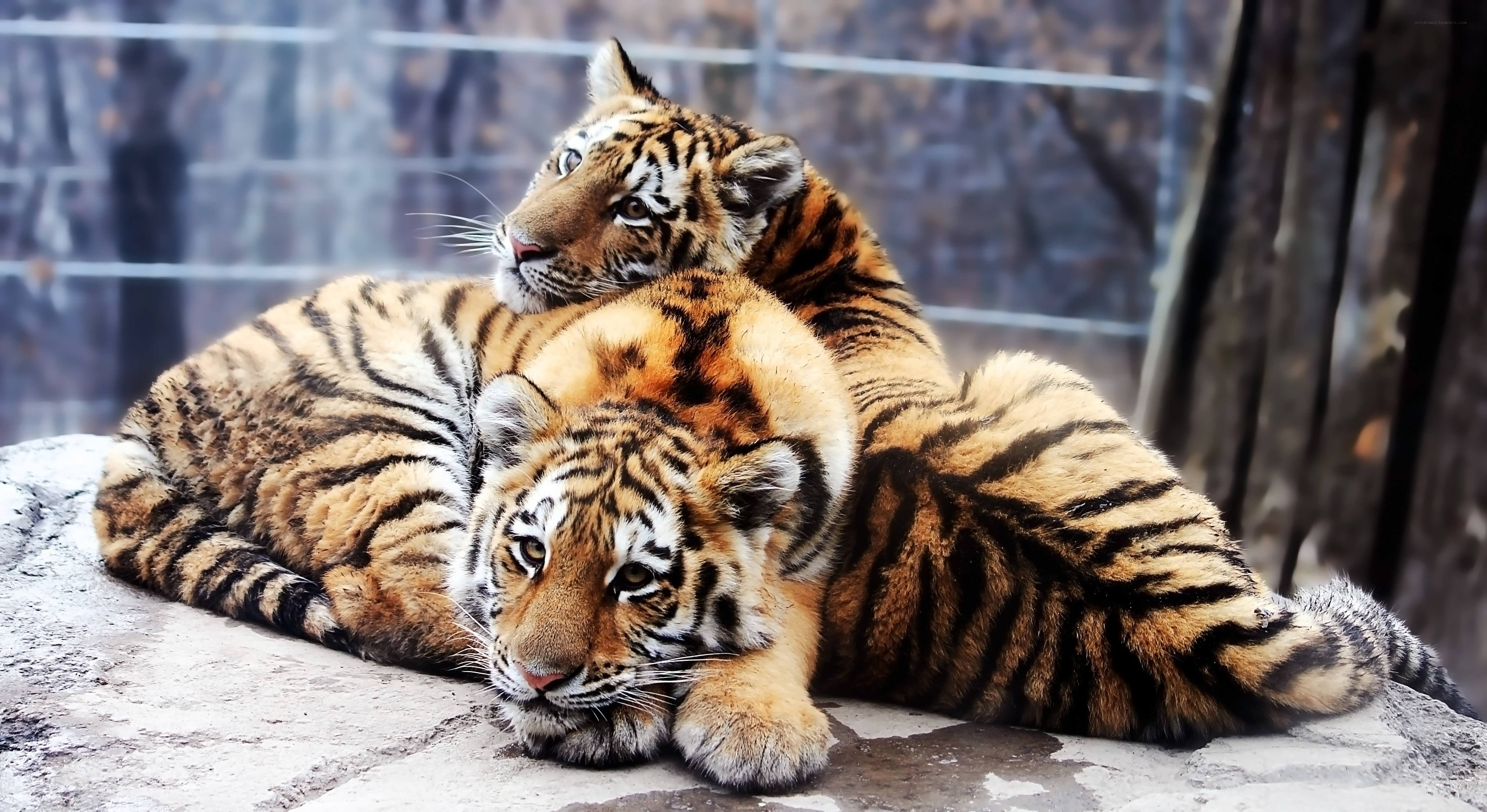 Two tiger cubs resting together