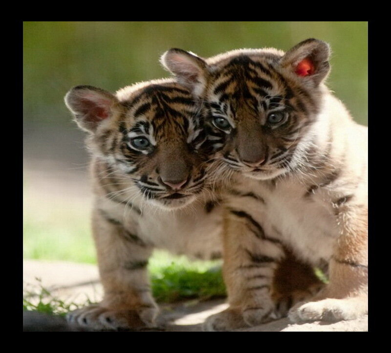 Two Tiger Cubs
