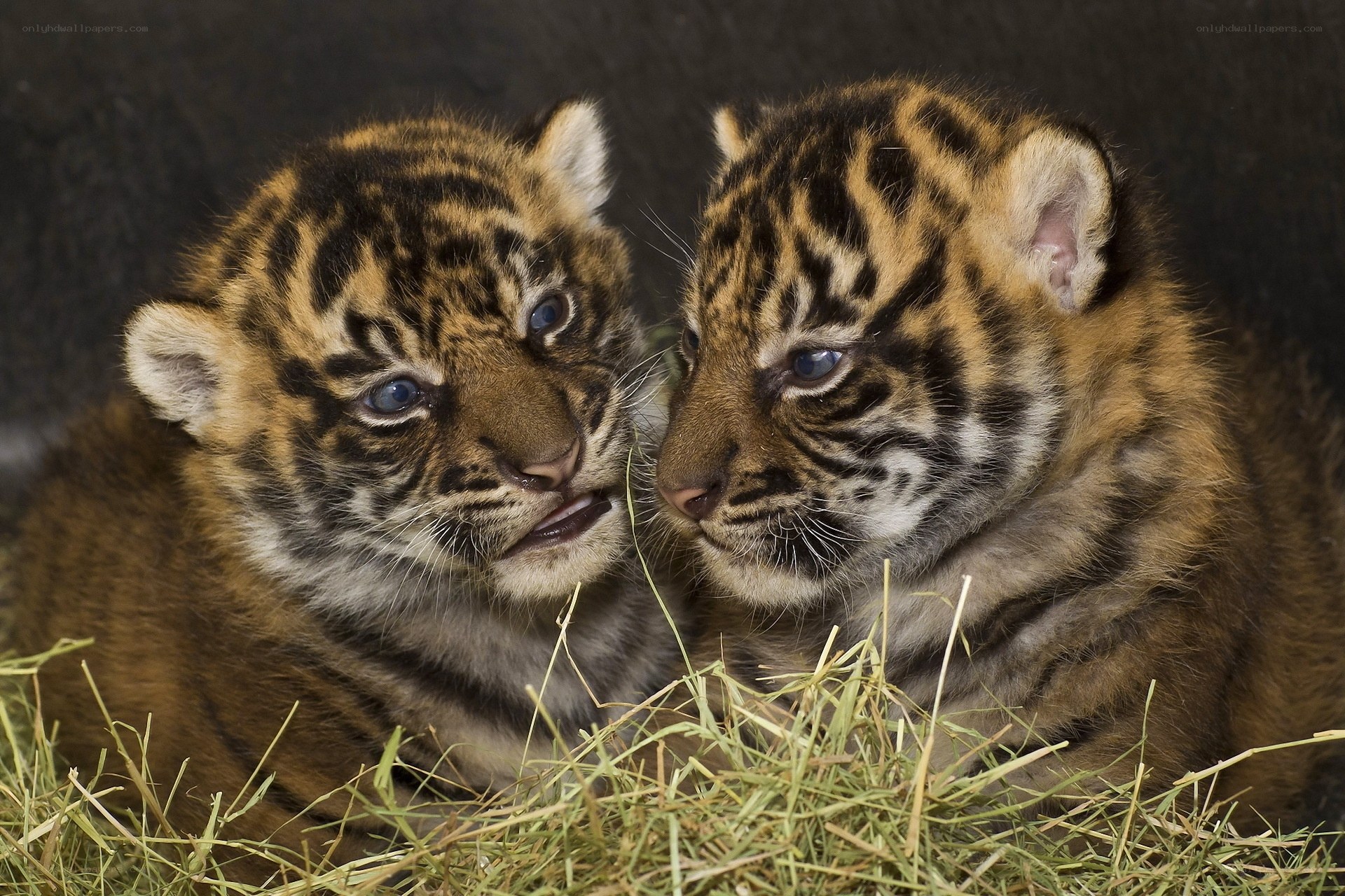 Two tiger cubs together