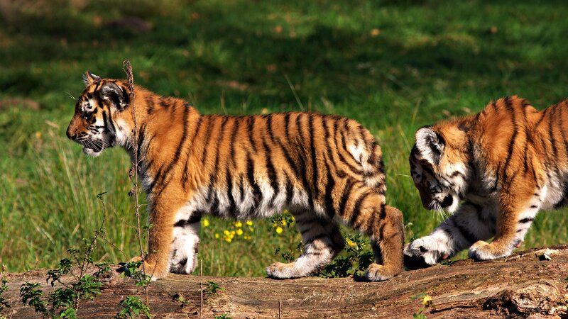 Two tiger cubs walking
