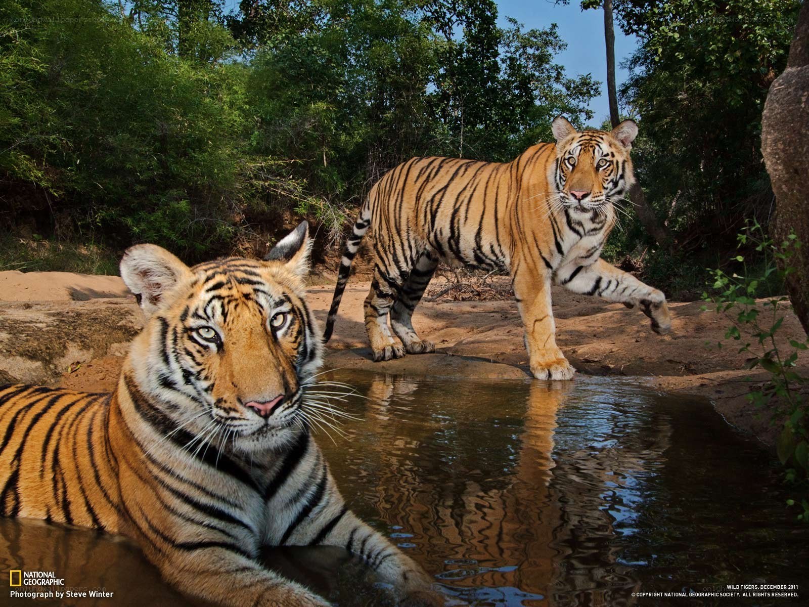 Two tigers at a waterhole