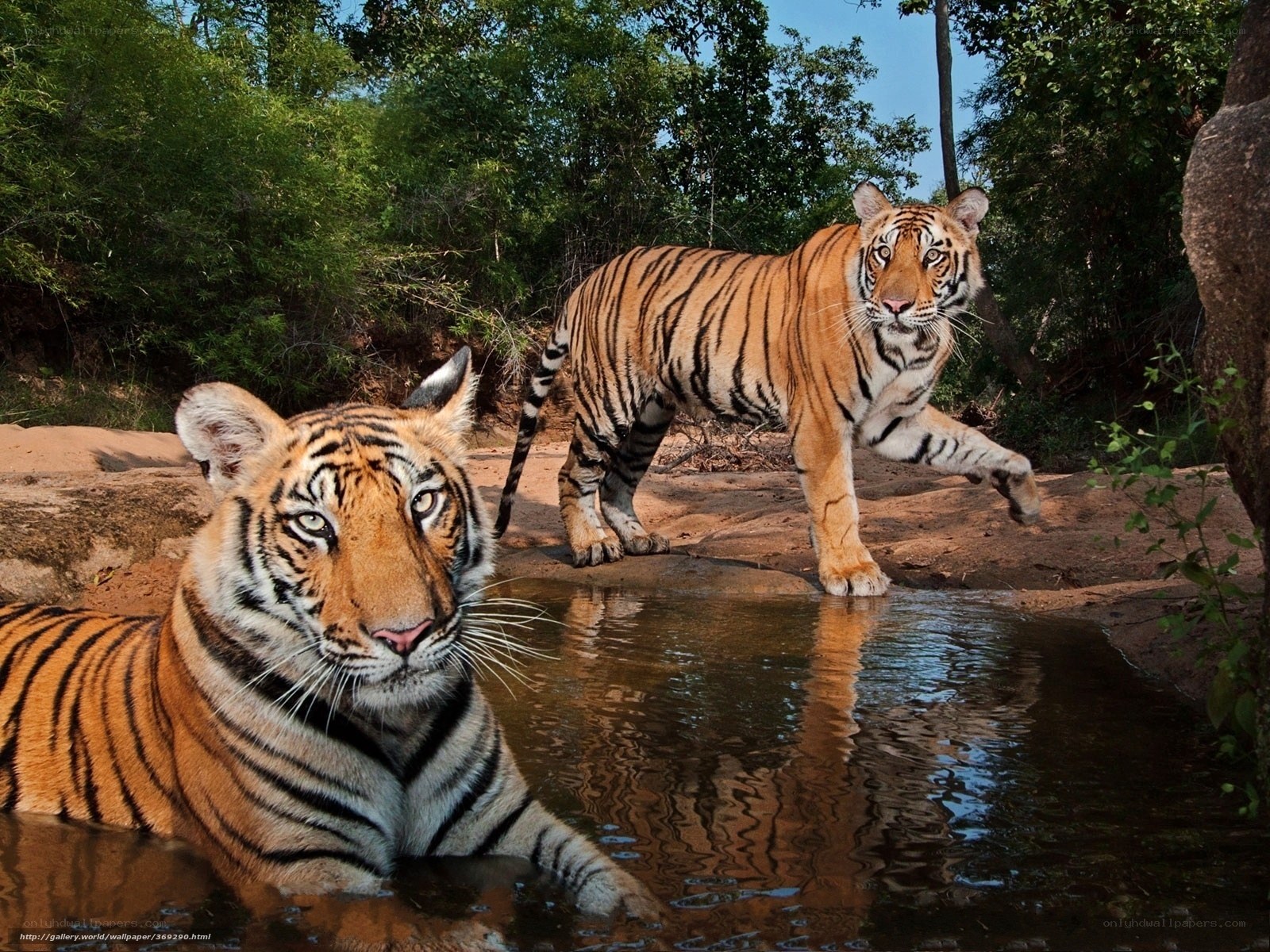 Two tigers at a waterhole