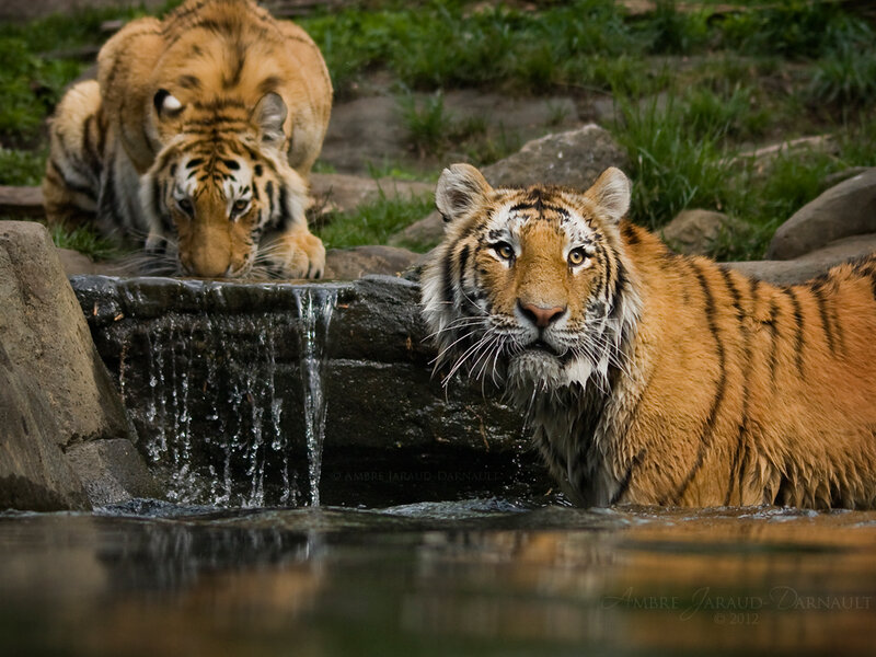 Two Tigers at Water — Orange, Natural