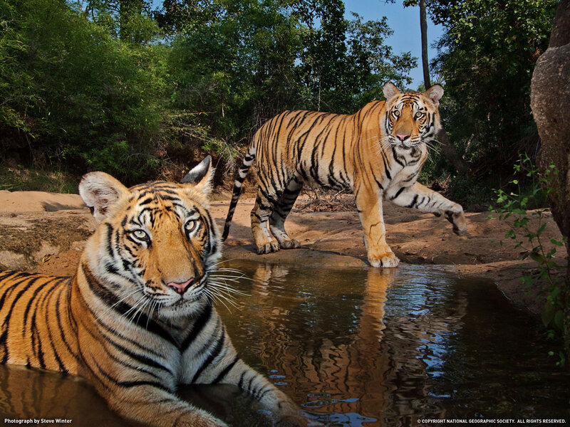 Two Tigers at Water — Orange