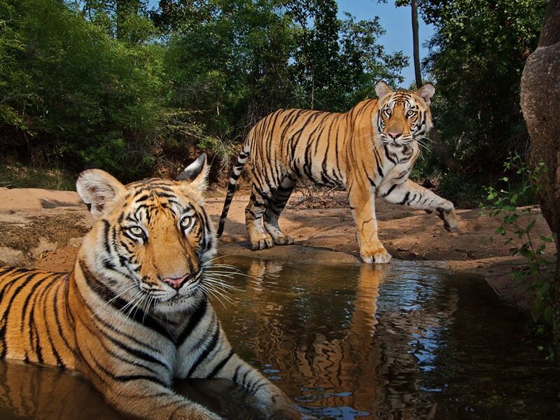 Two Tigers at Water