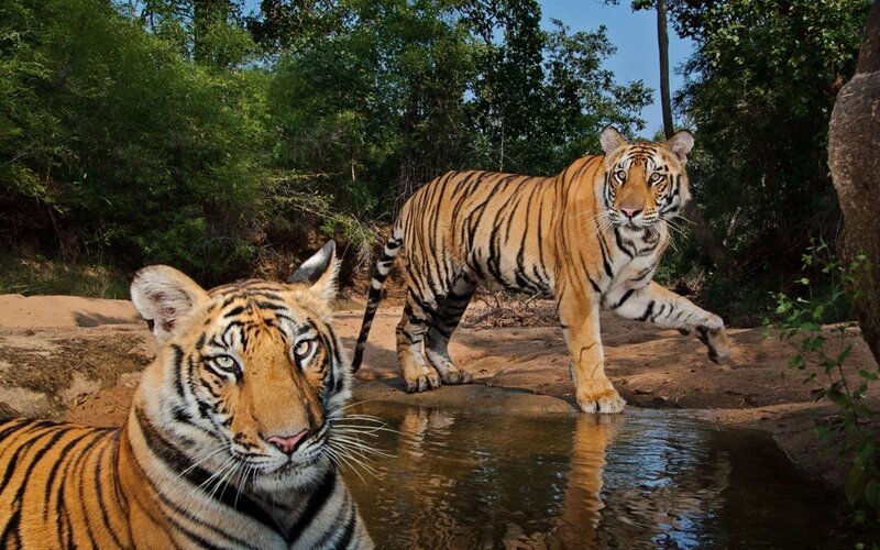 Two Tigers at Waterhole — Orange