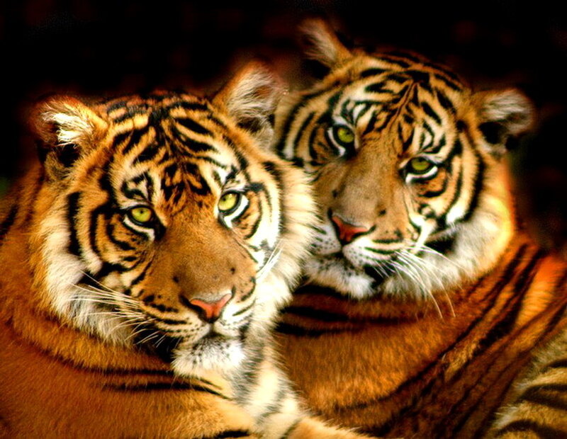 Two Tigers Close-up