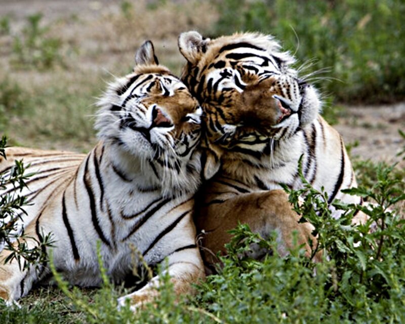 Two Tigers Cuddling — Orange
