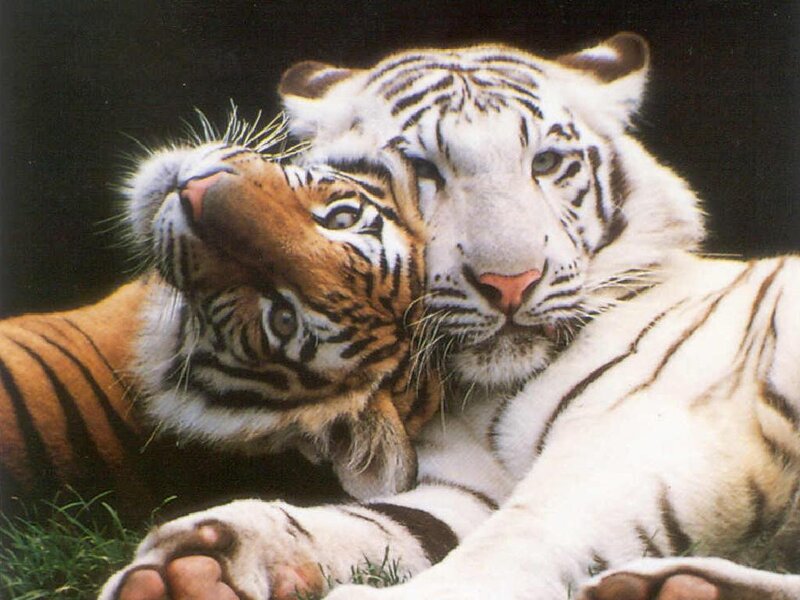 Two tigers cuddling