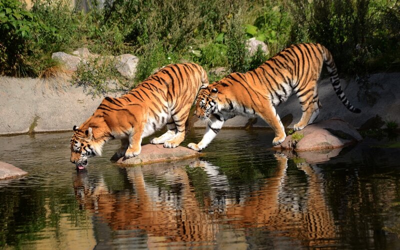 Two Tigers Drinking Water — Orange, Natural