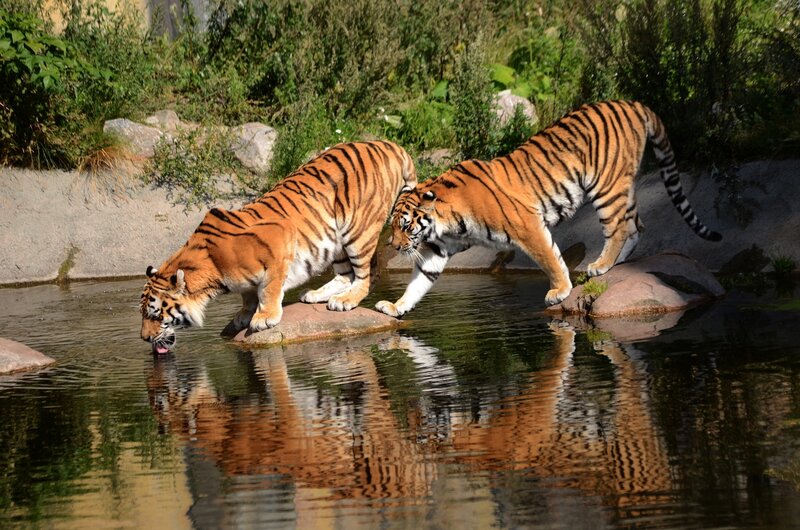 Two Tigers Drinking Water — Orange